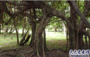 根深叶茂造句 如何用根深叶茂造句