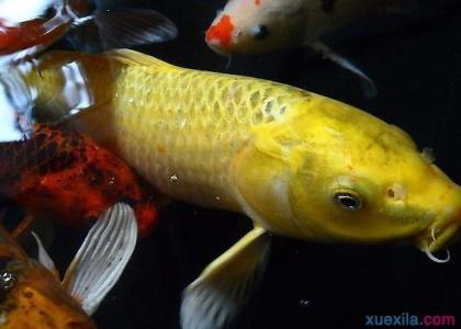 金鲤鱼的养法能长多大 金鲤鱼的养殖方法