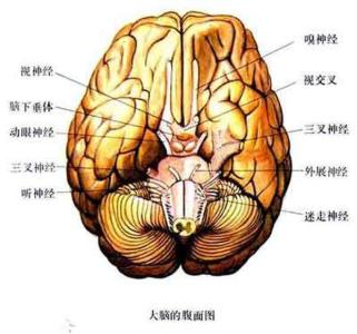 如何锻炼大脑记忆力 锻炼大脑记忆的方法有哪些 提高大脑记忆能力的方法