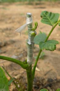 核桃树嫁接时间和方法 核桃树的种植与嫁接方法