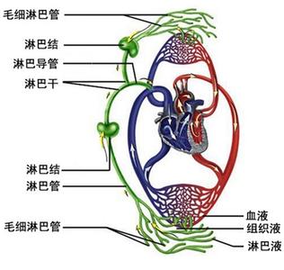 淋巴排毒的食物 淋巴系统排毒食物