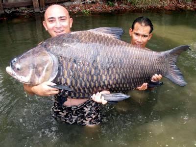 中国最大淡水鱼排名 世界上最大的淡水鱼