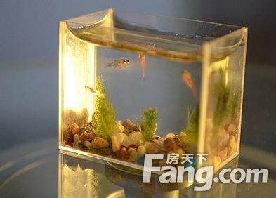 迷你鱼缸造景 迷你鱼缸价格？如何做鱼缸造景？