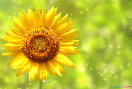 太阳花代表的含义 太阳花的含义是什么