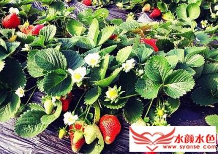 家里草莓怎么种植方法 草莓要怎么种植 草莓的种植方法