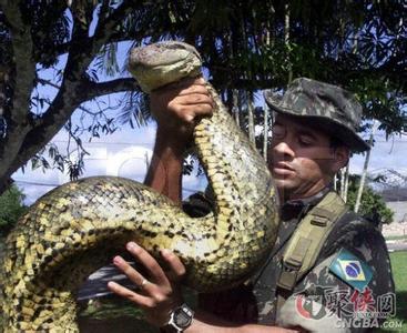 世界上最大的蛇 实记世界上最大的蛇