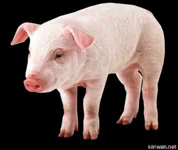生猪饲养管理技术要点 肉猪的饲养管理技术有什么
