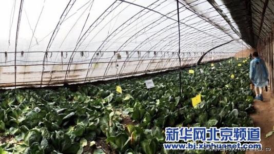 大棚樱桃种植技术 大棚大头菜种植技术