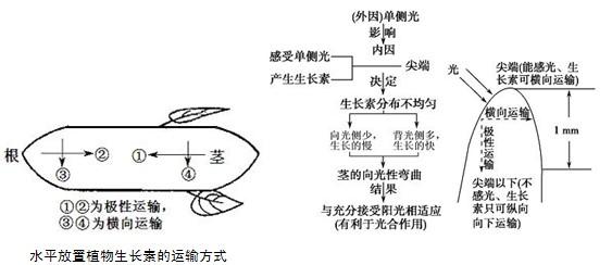 植物的激素调节知识点 高中生物植物激素调节知识点总结