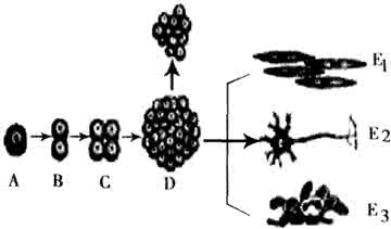 微生物的形态结构 中考生物 青蛙形态结构