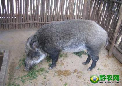 野猪养殖技术 野猪养殖的选种技术