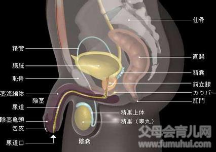 血精是怎样形成的 血精是怎样形成的 血精的辩证和治疗