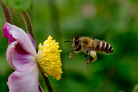蜜蜂酿蜜歇后语 蜜蜂采蜜歇后语的答案