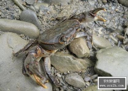河蟹的养殖方法 河蟹怎么养不会死 河蟹管理的方法