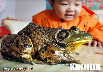 世界上最大的青蛙 世界上最大青蛙多重