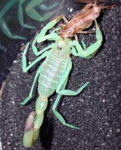 世界上最毒的蜈蚣 世界上最毒的蝎子