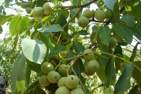 核桃树提高坐果 核桃种植怎样提高坐果率