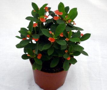 怎样养好海棠花 盆栽海棠花怎么养