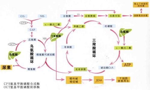 瑞甘 瑞甘的用法 瑞甘如何使用