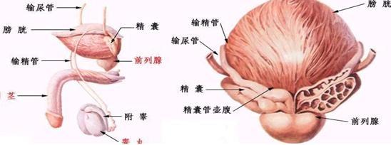 前列腺结石怎样才排出 前列腺结石怎么办