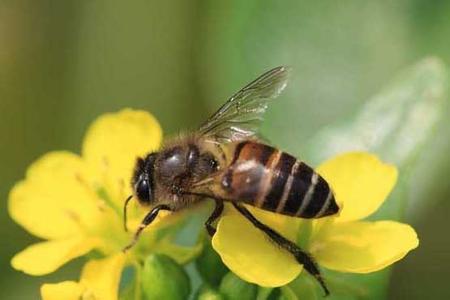 中华蜜蜂饲养四律一法 如何饲养中华蜜蜂_饲养中华蜜蜂的方法