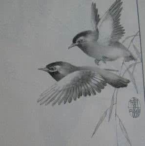 花鸟画图片铅笔画 关于铅笔花鸟画的图片_铅笔花鸟画图片作品