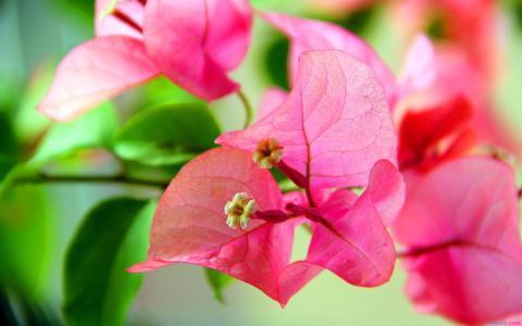 花卉三角梅养殖 花卉三角梅的养殖方法是什么