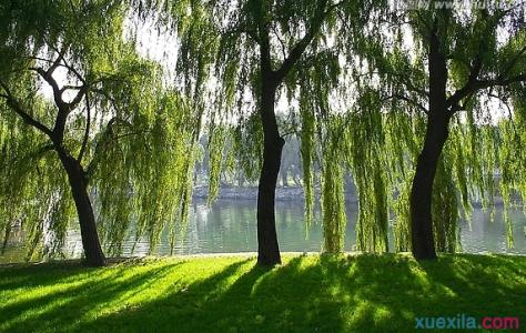 五年级春天的风景画 写春天风景的作文五年级