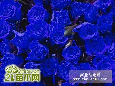 蓝色妖姬花语大全 蓝色妖姬花语是什么，蓝色妖姬的花语，蓝色妖姬花语大全