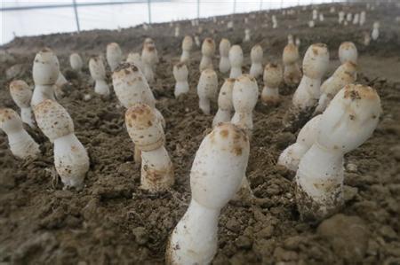 鸡腿菇种植 鸡腿菇如何种植及管理
