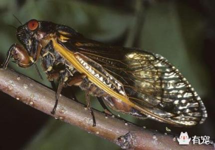 世界上最长的昆虫 世界上寿命最长的昆虫是什么