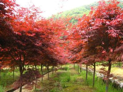美国红枫种植管理技术 如何种植美国红枫