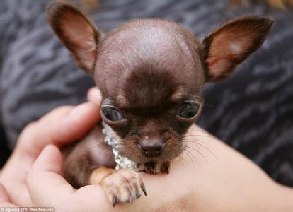 世界上最小的狗 世界上最小的狗——吉娃娃