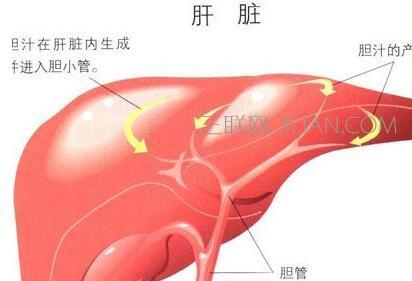 肝脏如何排毒 夏季如何给肝脏排毒