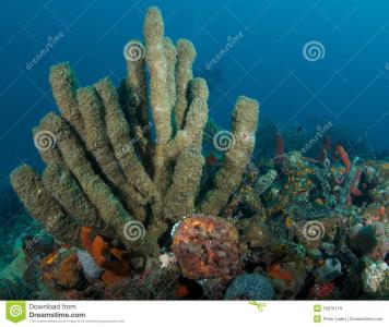 珊瑚礁是怎么形成的 珊瑚礁是怎么形成的 珊瑚礁形成的因素