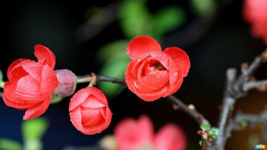 海棠花的优美词句 海棠花的优美句子