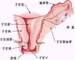 女性保养卵巢的方法 女性卵巢功能及保养方法