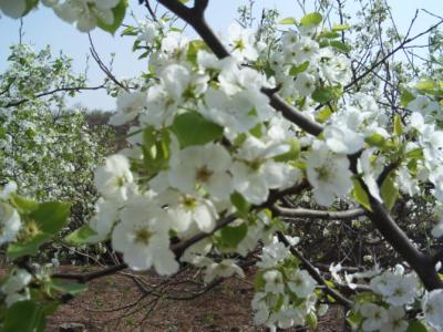 广场舞梨花情 梨花情散文