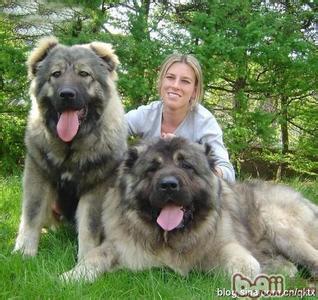 世界上最大型的犬 世界上最大犬种