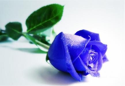 蓝玫瑰花语图片 蓝玫瑰的花语