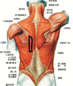 背部胸椎疼痛的原因 背部胸椎疼痛的原因有哪些