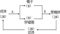 高一数学必修1 高一生物必修2减数分裂和有性生殖测试试题