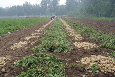 河南土豆种植时间 河南土豆种植技术有什么