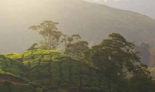 茶园广告词 关于茶园旅游的广告词