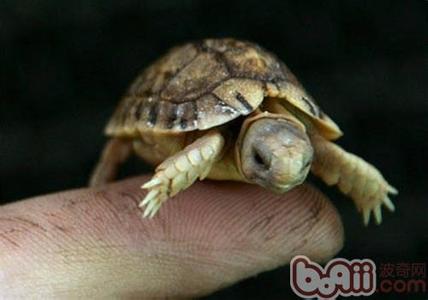 世界上最小的乌龟 世界上什么龟最小