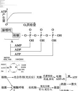 高中生物必修一知识点 高中必修1生物笔记 高中必修1生物知识点