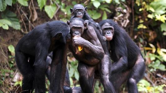 生命的姿势阅读题答案 解码黑猩猩姿势语言阅读题答案