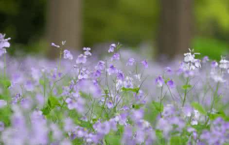 春天写景作文 春天下雨的写景作文4篇