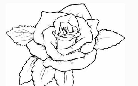 玫瑰花的简笔画的图片 玫瑰花的简笔画画法