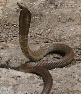 世界上最大的眼镜蛇 世界上最大眼镜蛇是什么